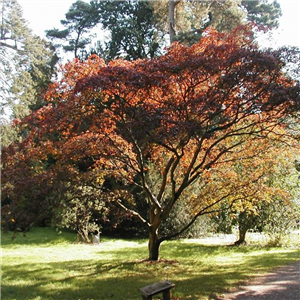 Acer Palmatum 'Atropurpureum'